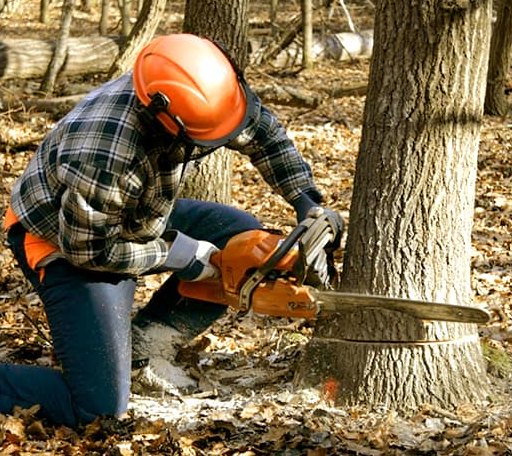Tree Removal in Leon, OK